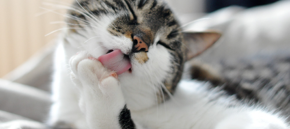 自分の愛猫に食べさせたいフード