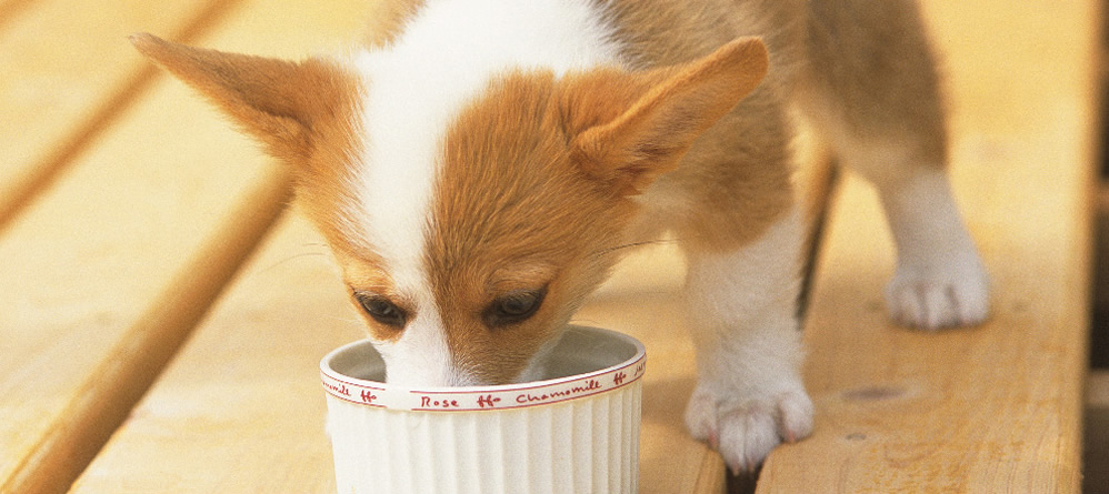 自分の愛犬に食べさせたいフード